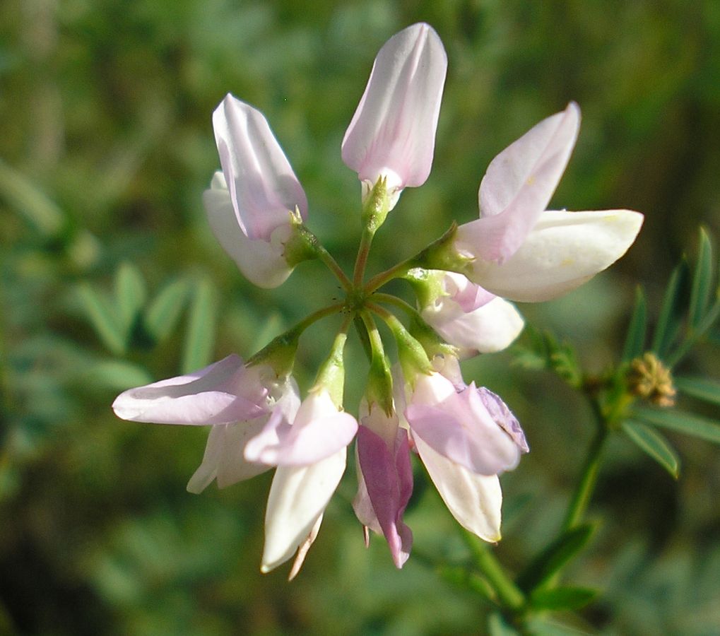 Image of Securigera varia specimen.