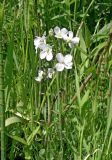 Cardamine dentata. Верхушка цветущего растения. Ярославская обл., Переславский р-н, в русле реки Слуда у часовни Никиты Столпника. 09.06.2017.