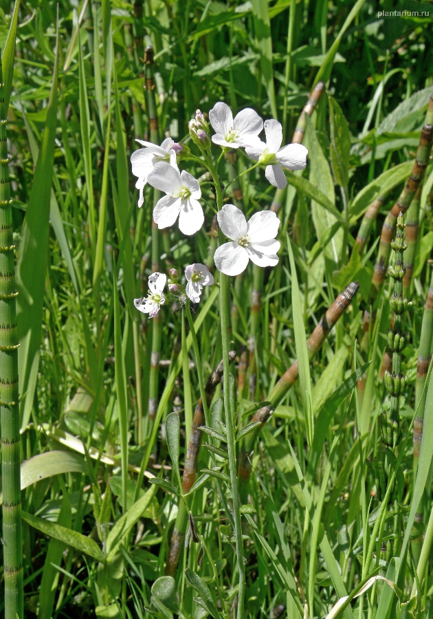 Изображение особи Cardamine dentata.