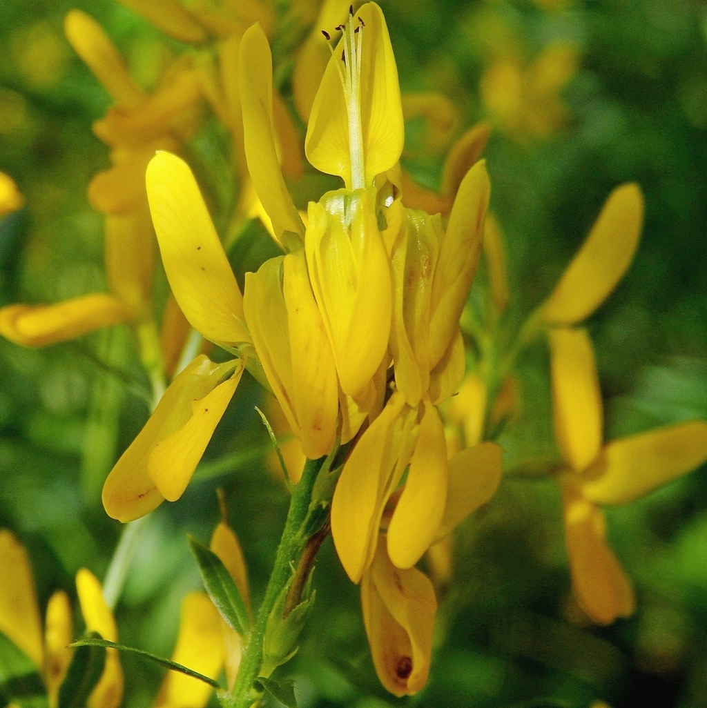 Image of Genista patula specimen.