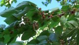 Morus alba