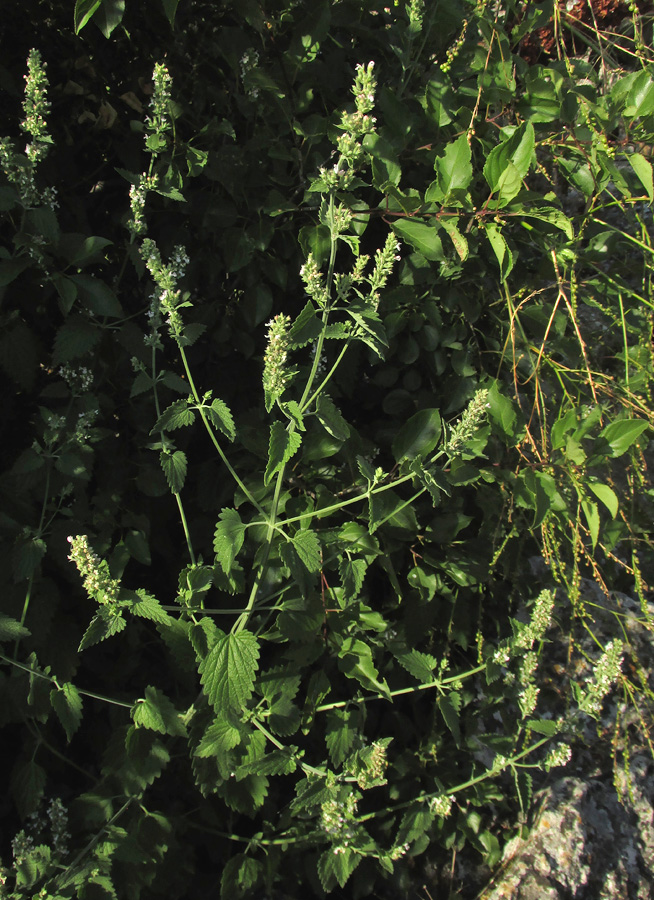 Image of Nepeta cataria specimen.