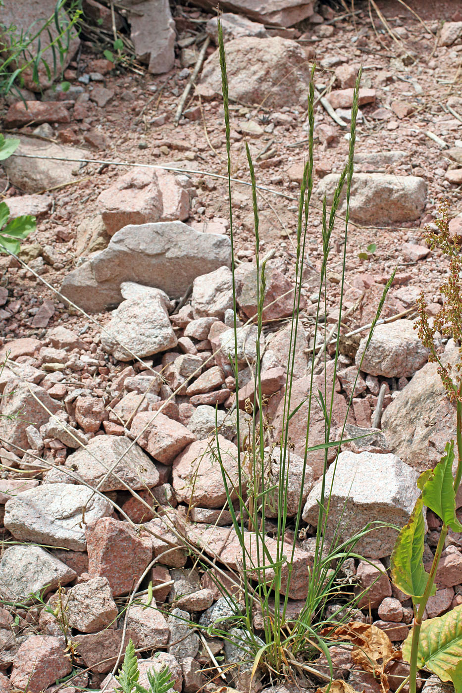 Image of Elymus tianschanigenus specimen.