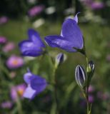 Campanula persicifolia. Верхушка соцветия. Пермский край, г. Пермь, Кировский р-н, травянистый газон у административного здания, в культуре. 14.07.2017.