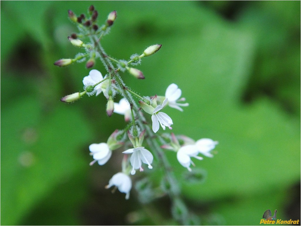 Изображение особи Circaea lutetiana.