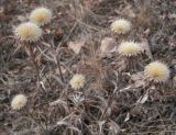 Carlina biebersteinii