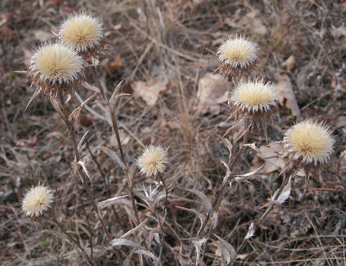 Изображение особи Carlina biebersteinii.