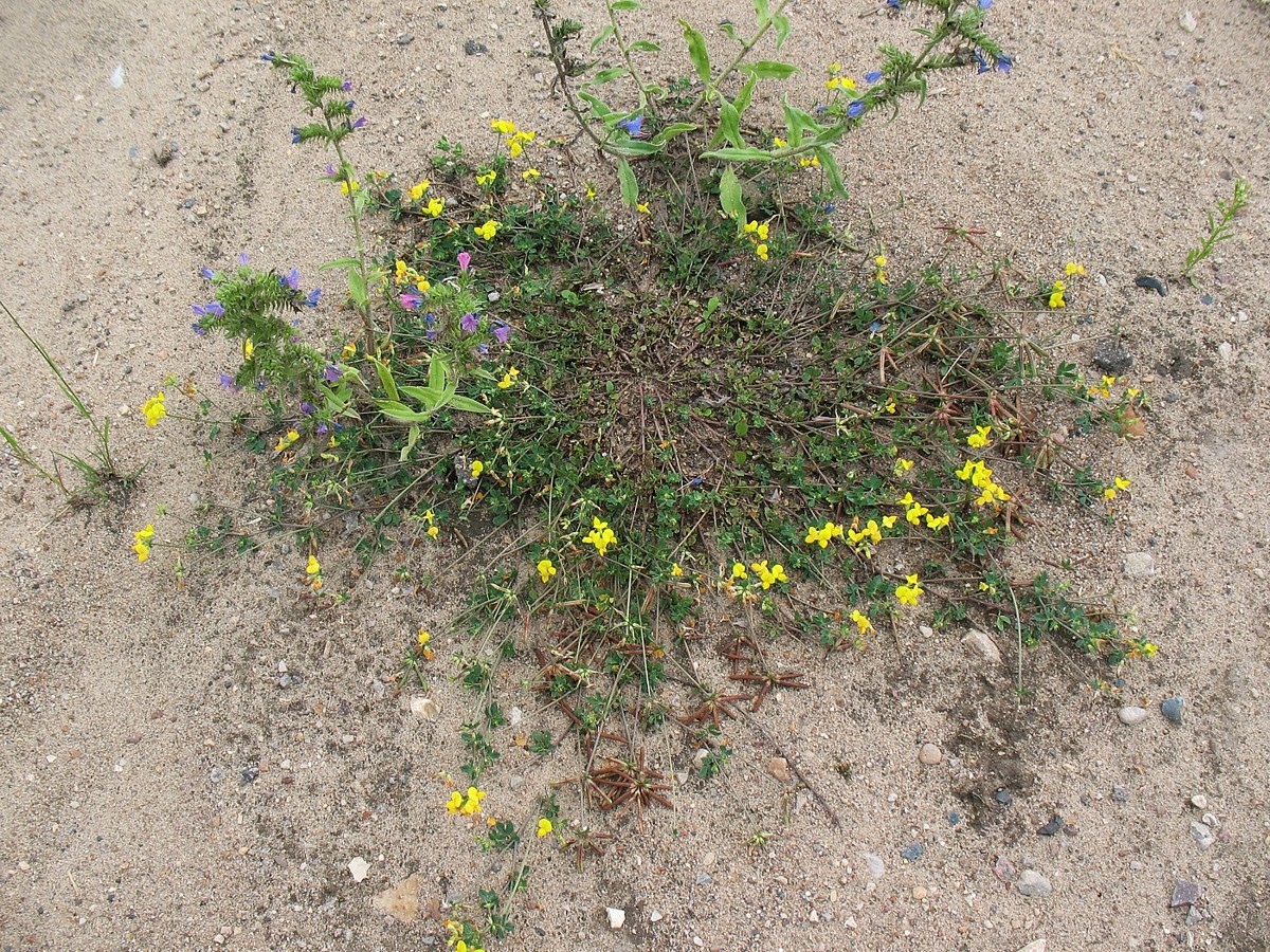 Image of Lotus corniculatus specimen.