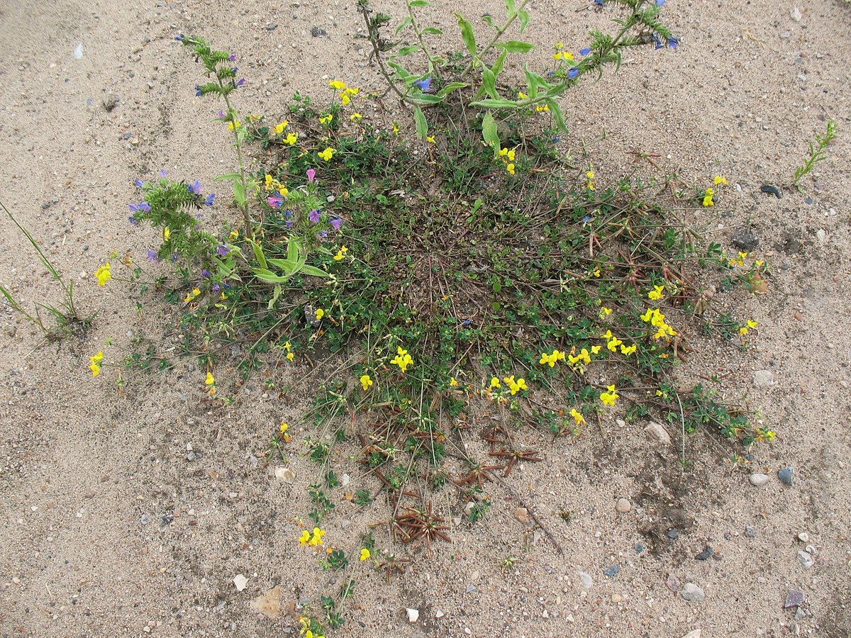 Изображение особи Lotus corniculatus.