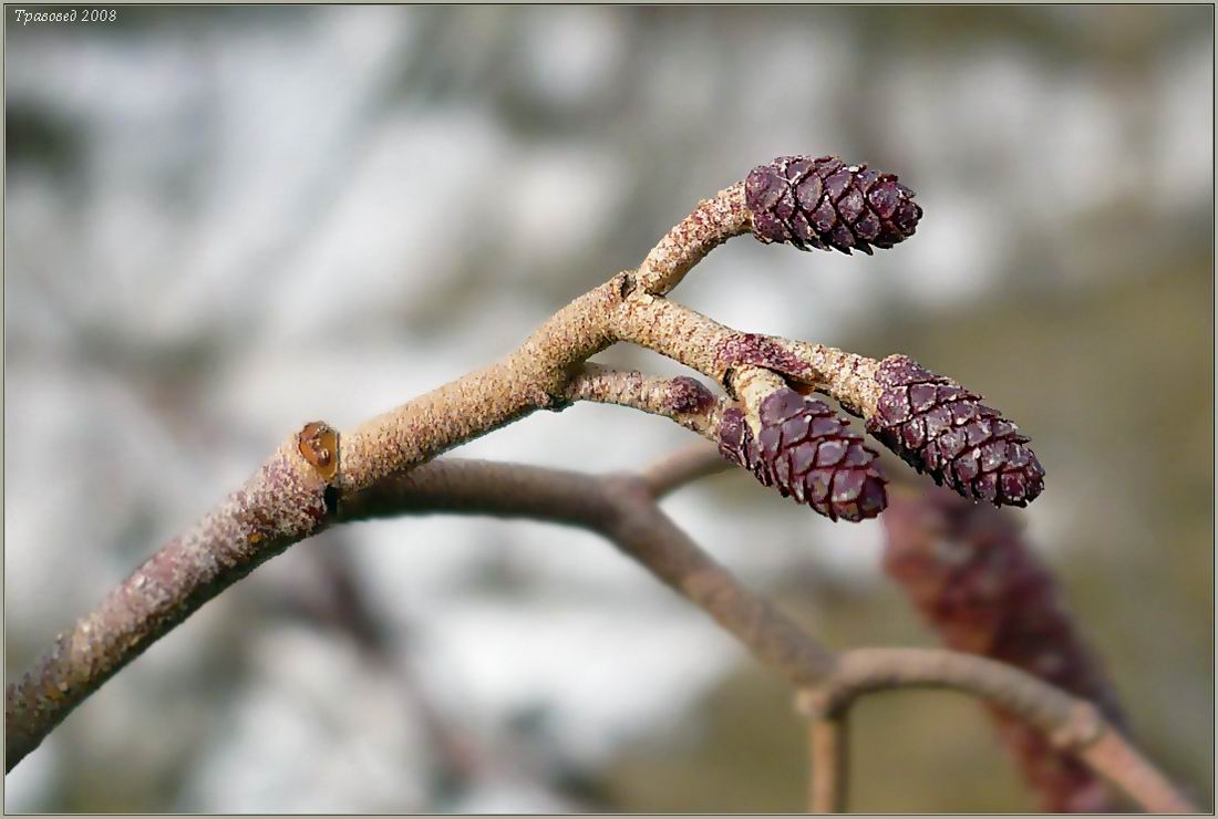 Изображение особи Alnus glutinosa.