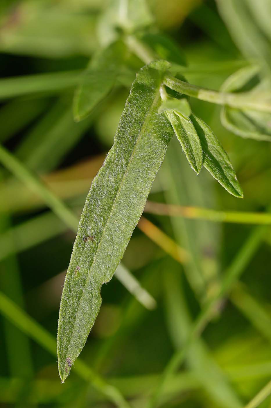 Изображение особи Inula britannica.