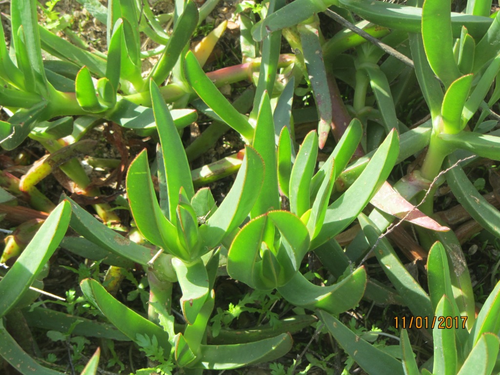 Image of Carpobrotus edulis specimen.