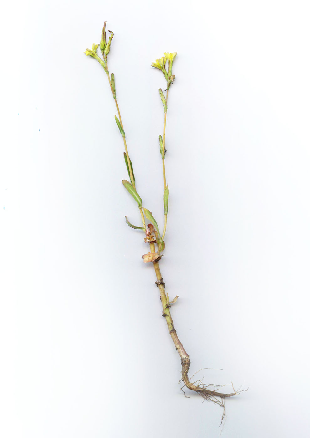 Image of Lactuca serriola specimen.