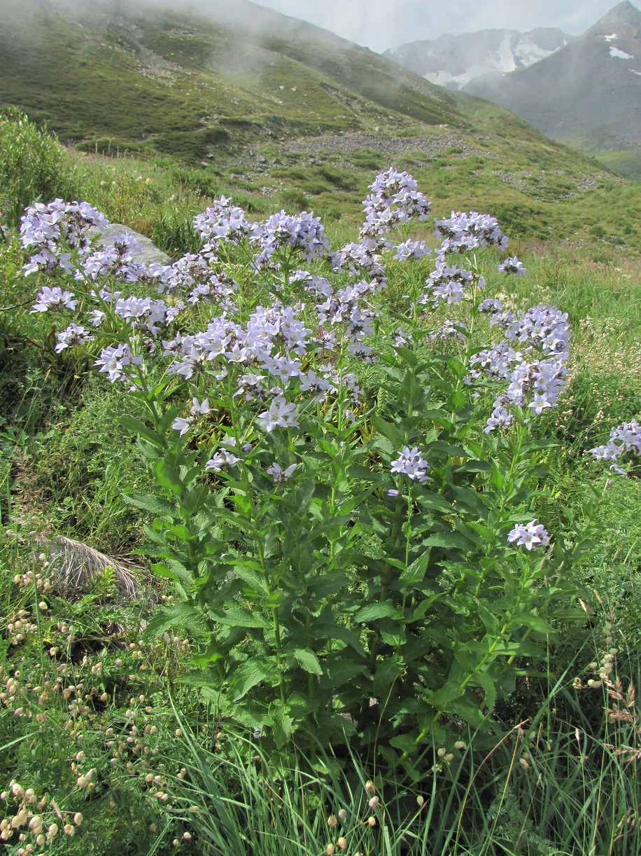 Image of Gadellia lactiflora specimen.