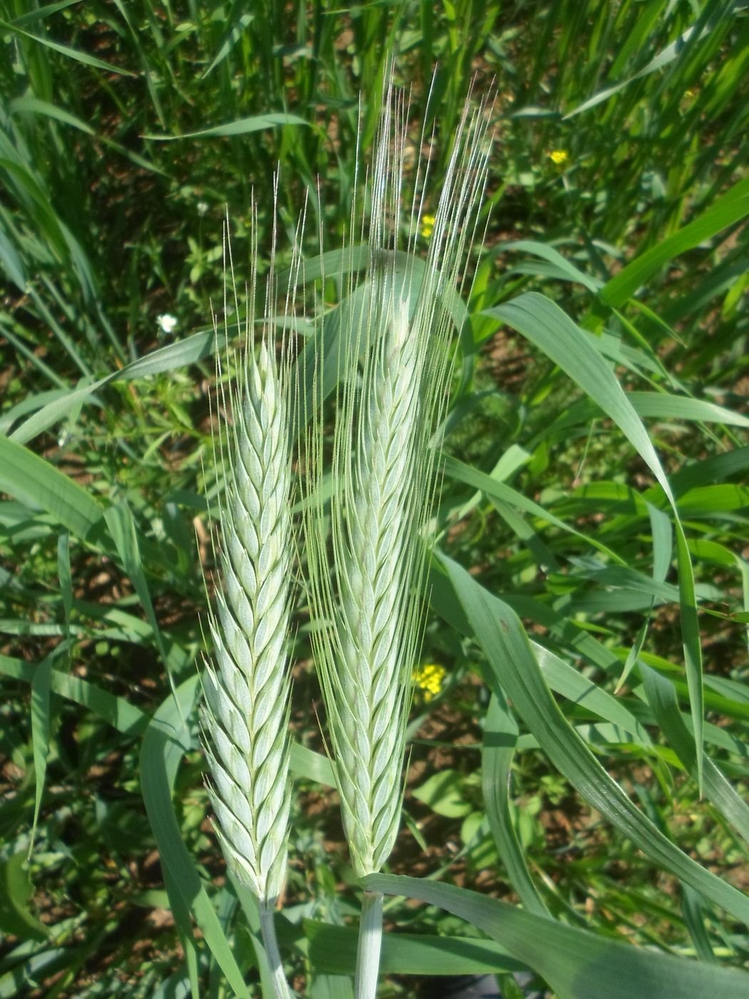Image of genus &times; Triticosecale specimen.