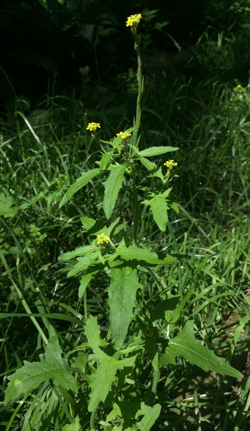 Image of Sisymbrium officinale specimen.