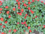 Impatiens walleriana