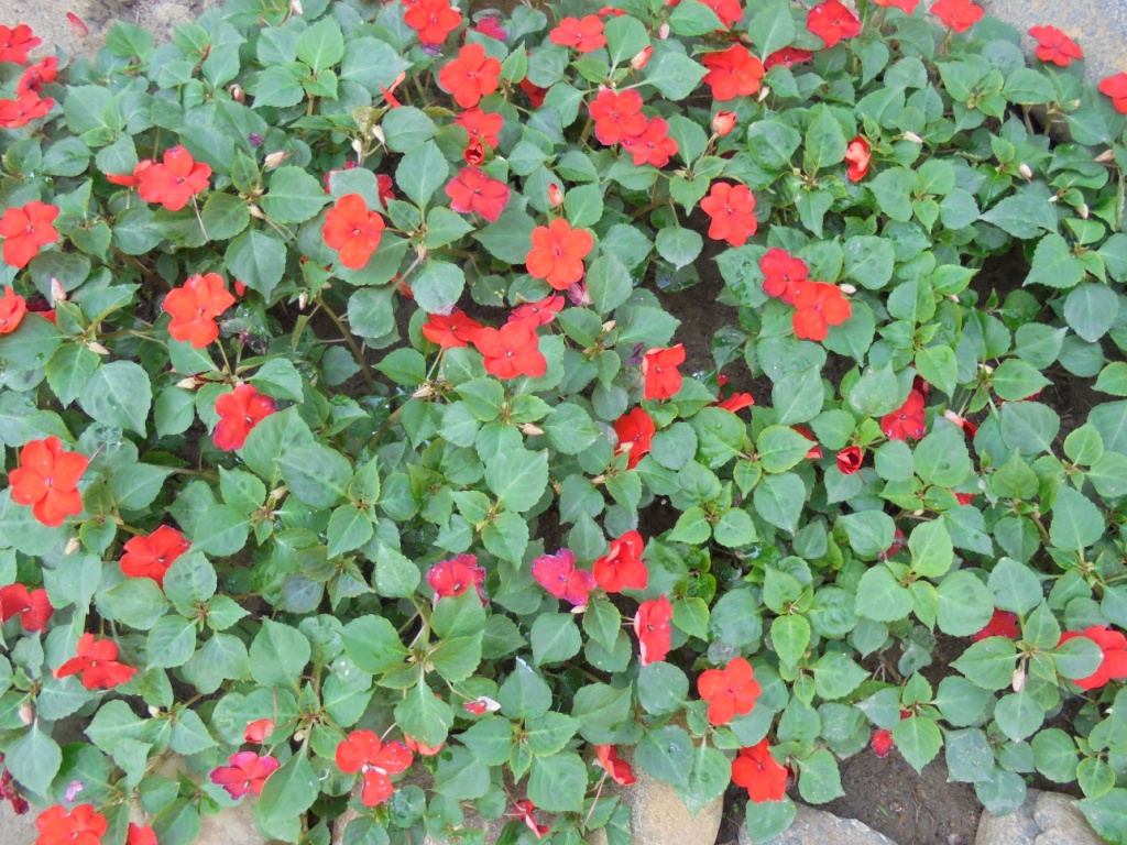 Изображение особи Impatiens walleriana.