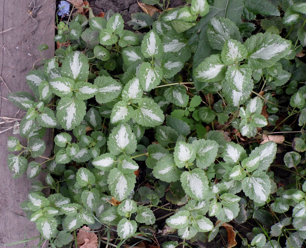 Image of Lamium maculatum specimen.