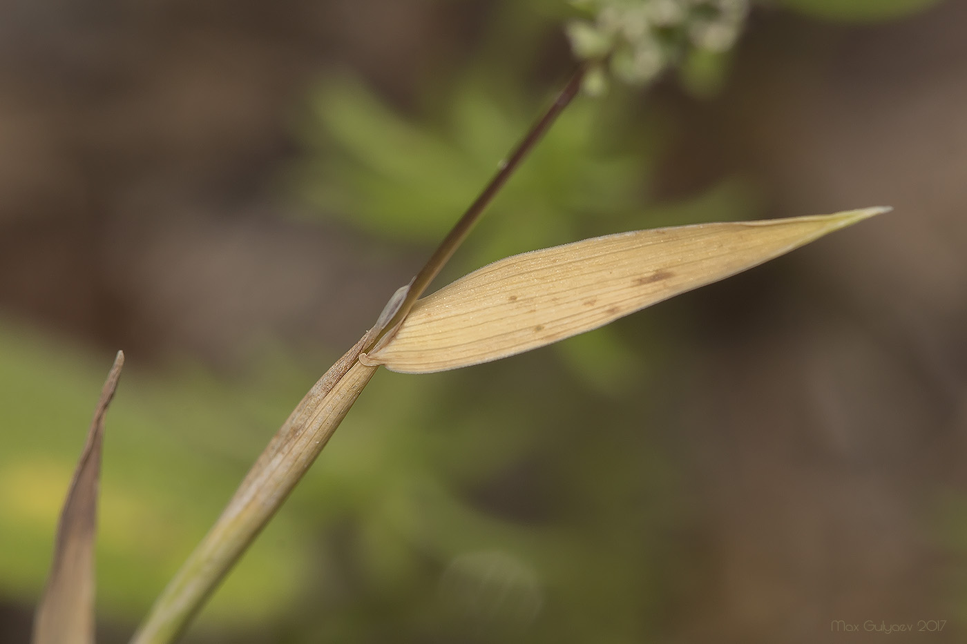 Image of Phleum paniculatum specimen.