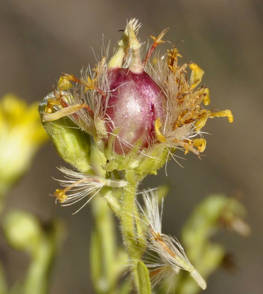 Image of Dittrichia viscosa specimen.