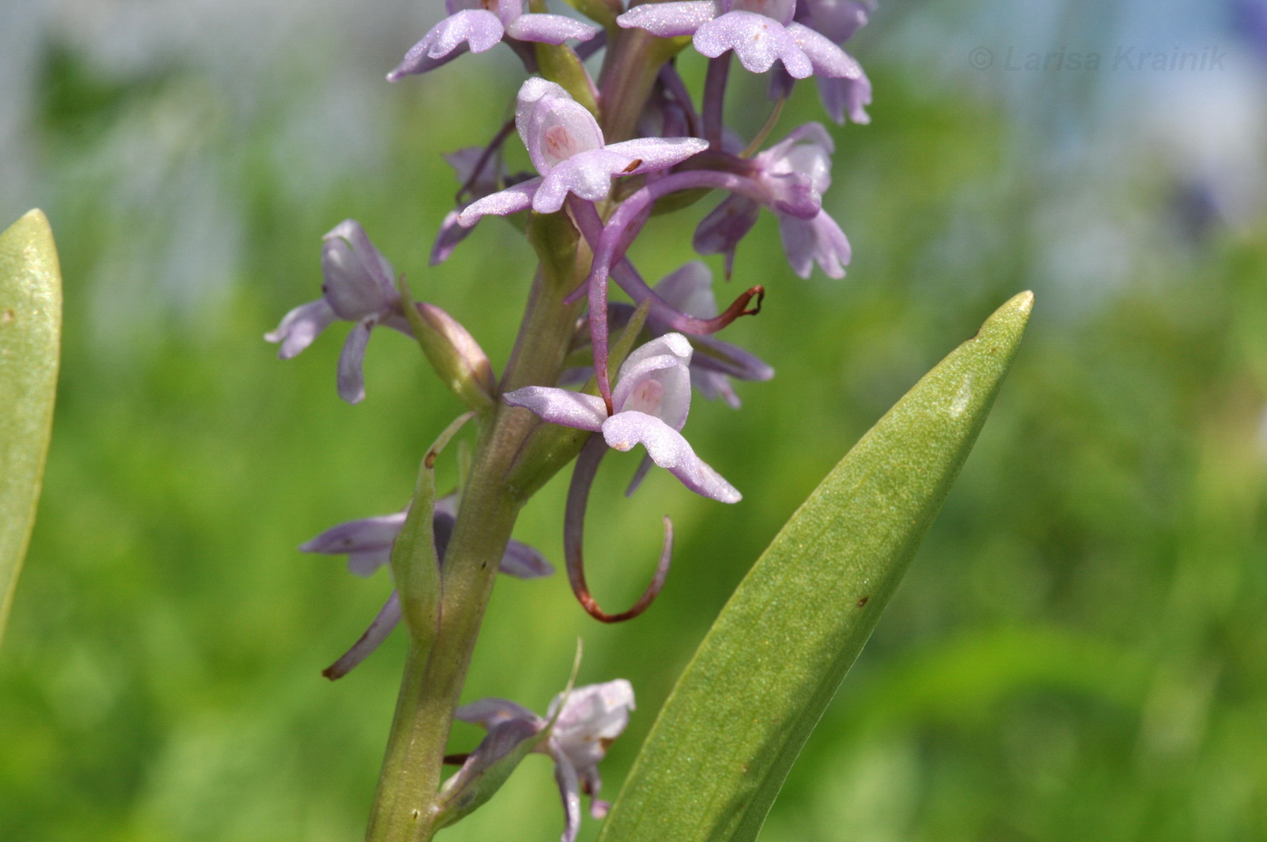 Изображение особи Gymnadenia conopsea.