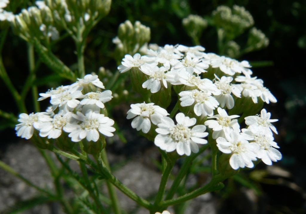 Image of Achillea alpina specimen.