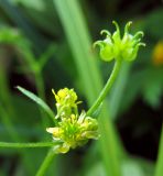 Ranunculus uncinatus. Цветки и плод. Камчатский край, Алеутский р-н, о-в Медный, бух. Корабельная, луг в долине ручья. 24.07.2017.