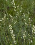 Astragalus katunicus