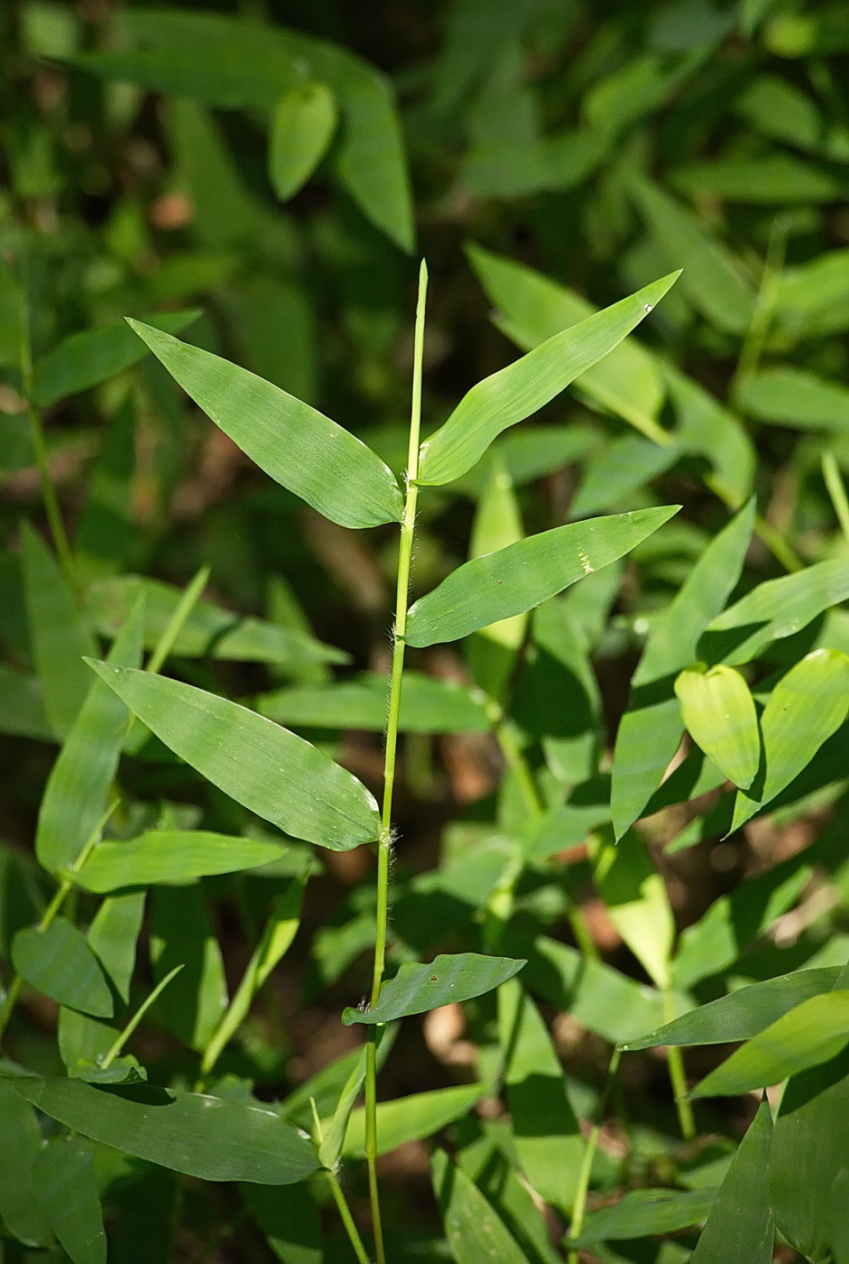 Image of Oplismenus undulatifolius specimen.