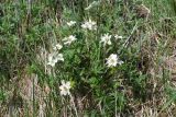 Anemonastrum sibiricum. Цветущее растение. Чукотка, побережье бухты Провидения, луг. 15.06.2012.