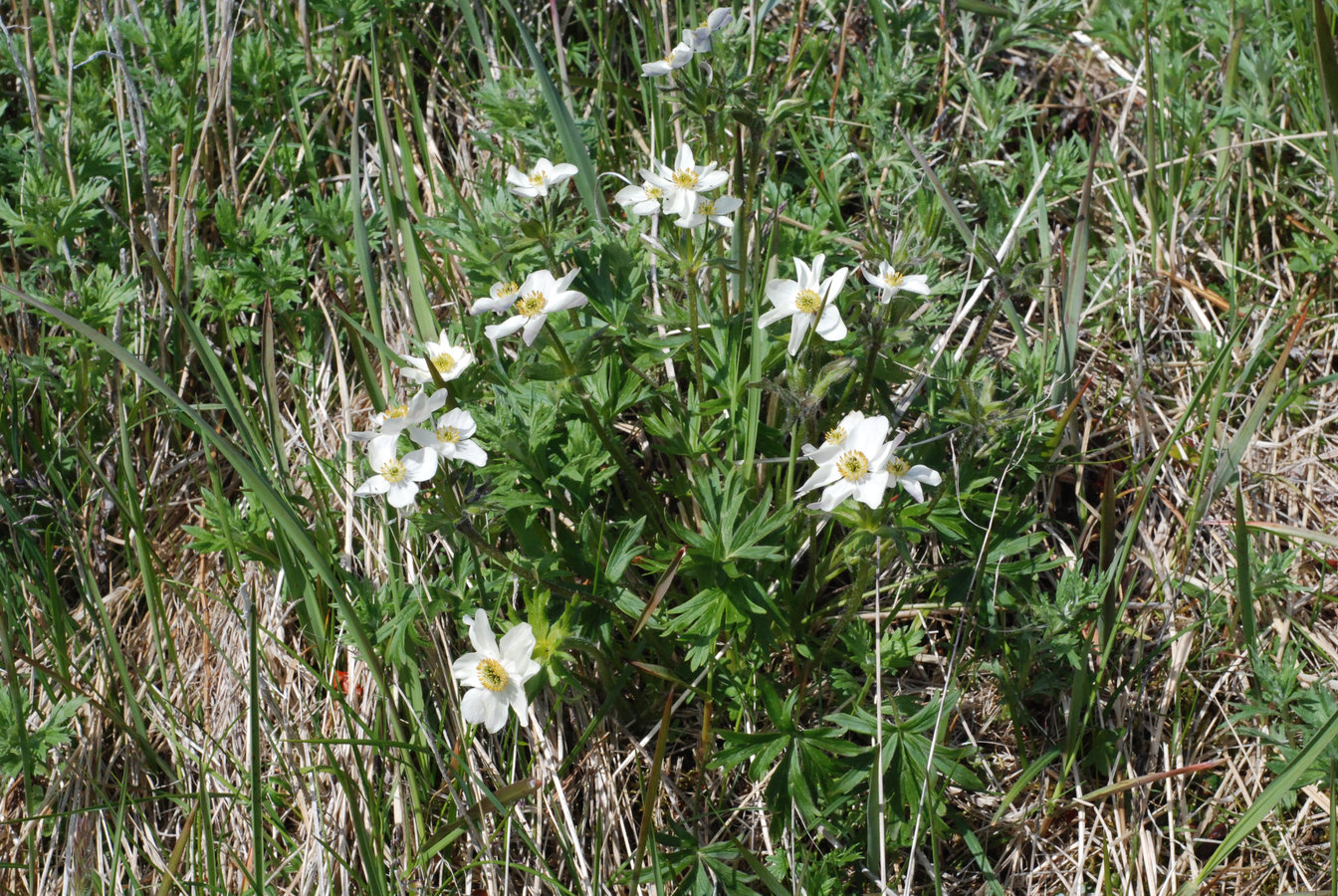 Изображение особи Anemonastrum sibiricum.