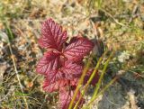 Rubus arcticus. Растение в осенней окраске листьев. Ямало-Ненецкий АО, окр. пос. Пангоды. Август 2003 г.