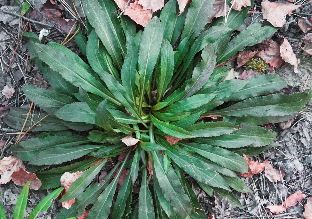 Изображение особи Solidago virgaurea.