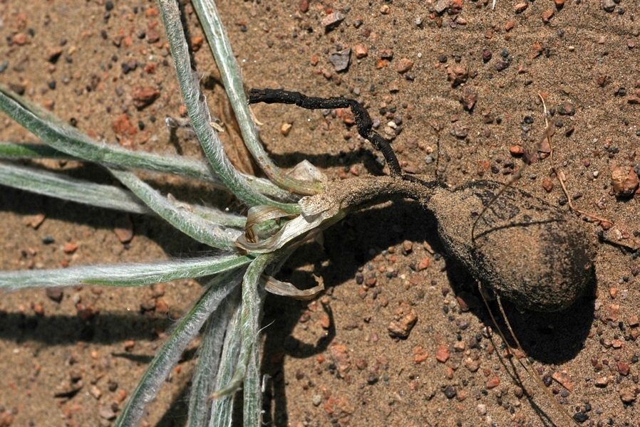 Image of Scorzonera sericeolanata specimen.