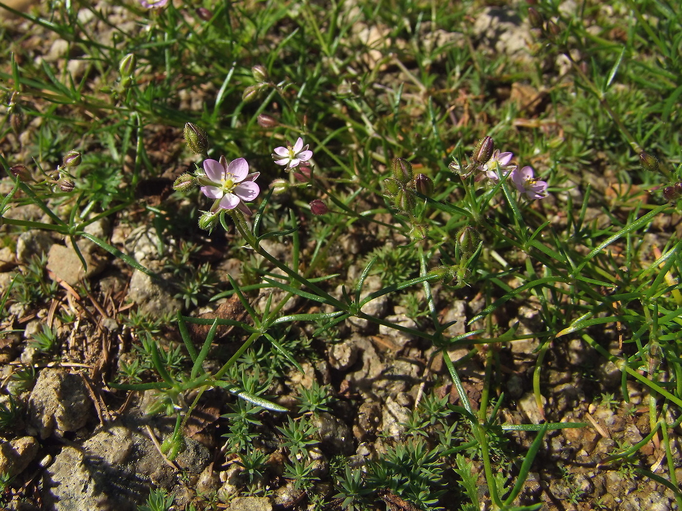 Изображение особи Spergularia rubra.