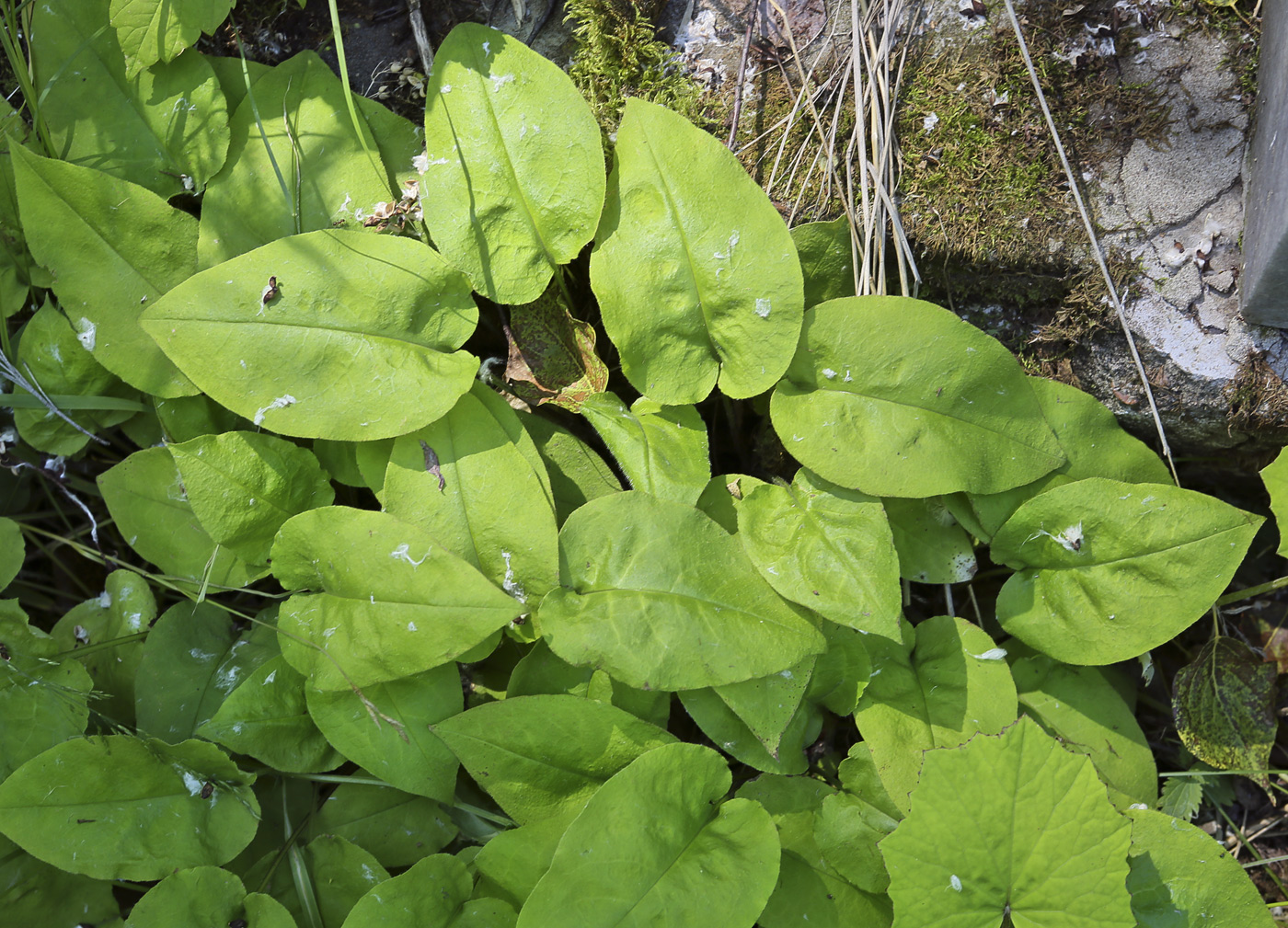 Image of Pulmonaria obscura specimen.