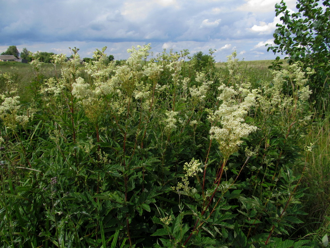 Image of Filipendula ulmaria specimen.