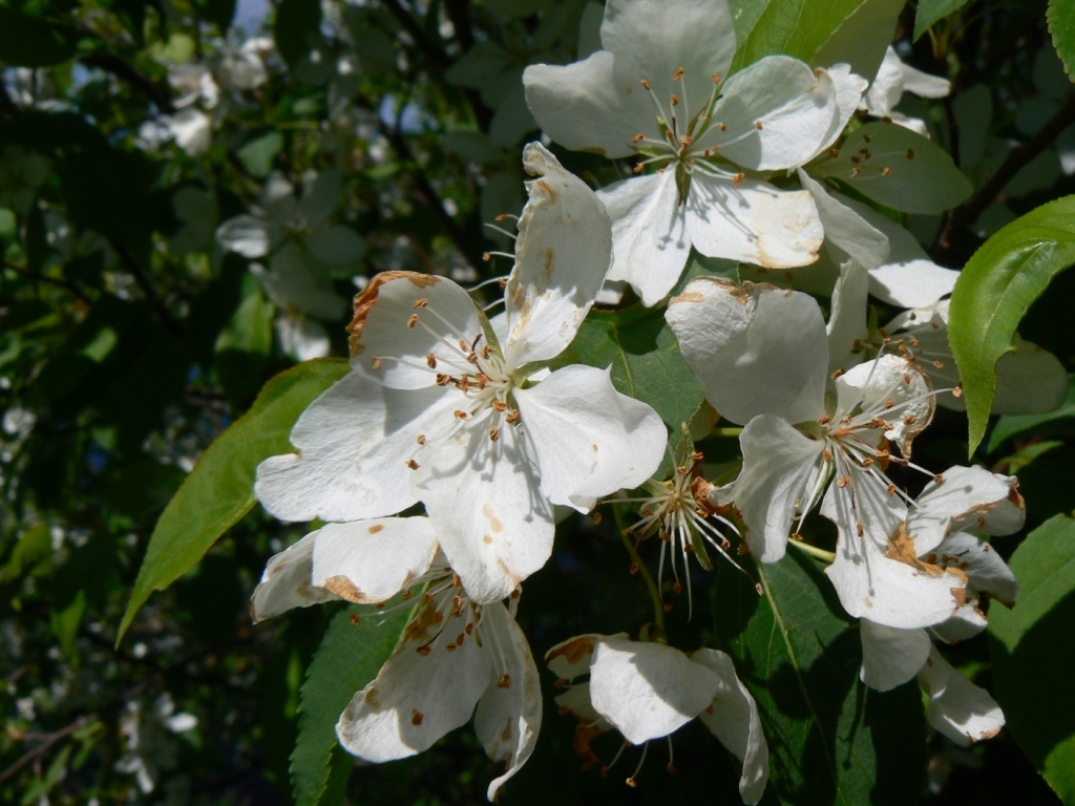 Изображение особи Malus mandshurica.