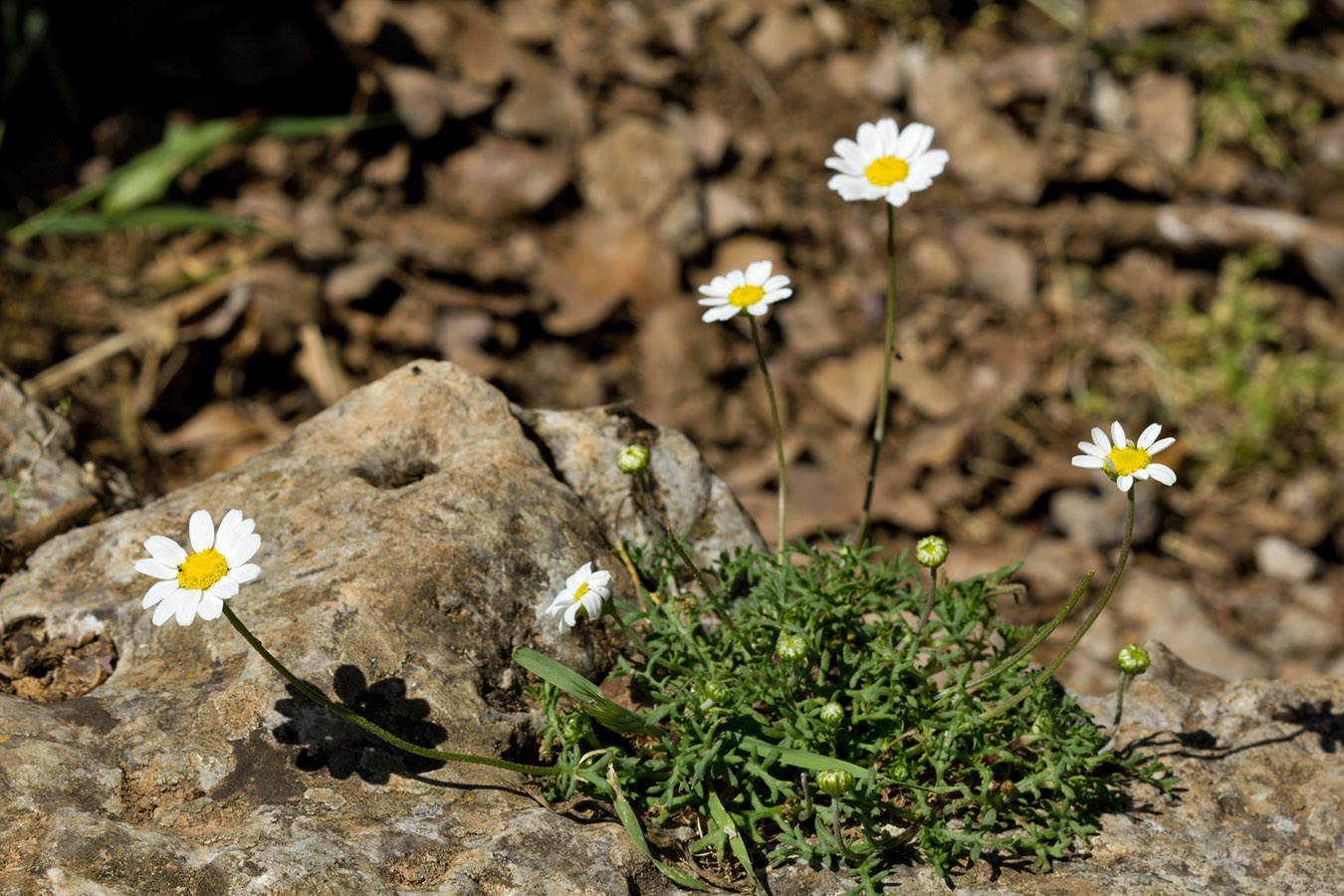 Изображение особи Anthemis chia.