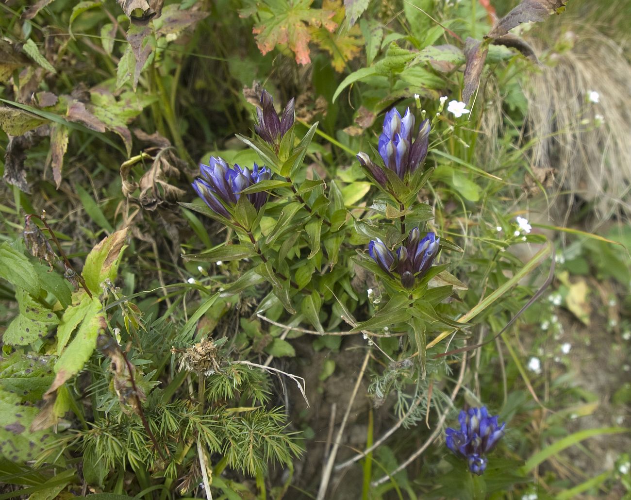 Изображение особи Gentiana septemfida.