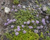 Ziziphora puschkinii. Цветущее растение. Кабардино-Балкария, Эльбрусский р-н, ущелье Азау возле водопада Нижний Малый Азау. 19.07.2009.