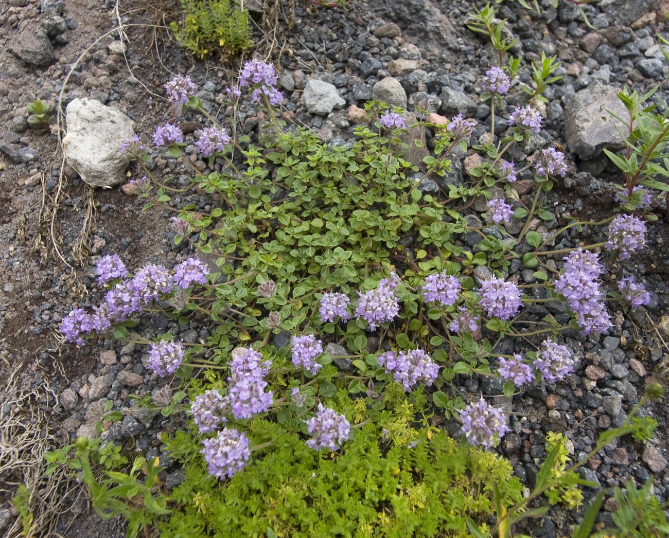 Изображение особи Ziziphora puschkinii.