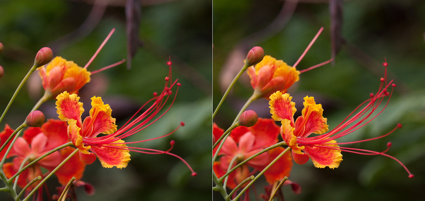 Image of Caesalpinia pulcherrima specimen.