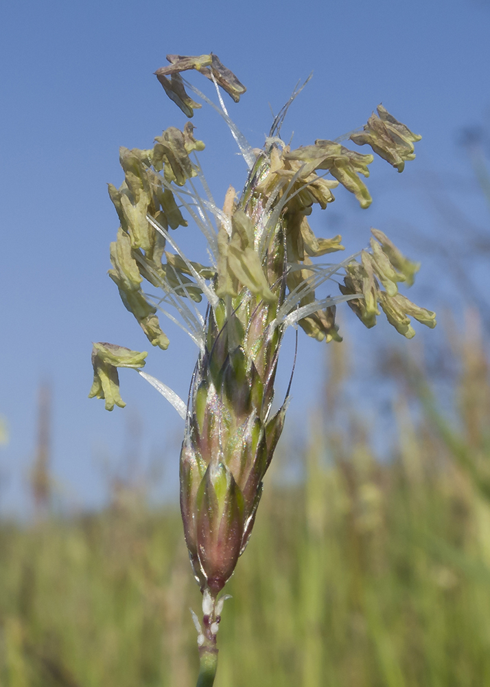 Image of Alopecurus myosuroides specimen.