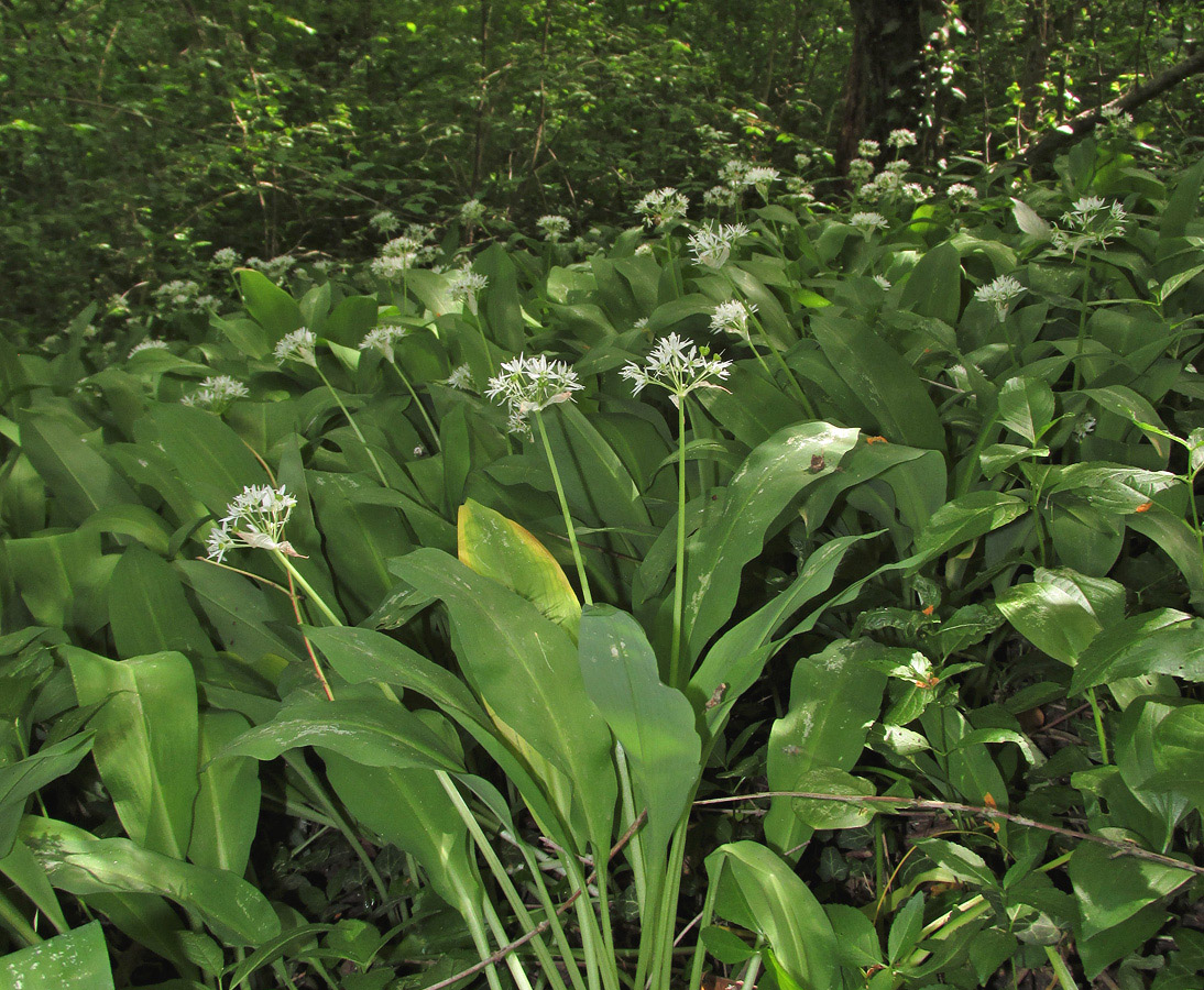 Изображение особи Allium ursinum.