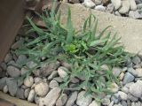 Falcaria vulgaris. Вегетирующее растение. Дагестан, Кумторкалинский р-н, ж. д. 06.05.2018.