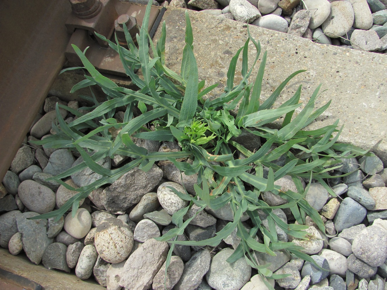 Изображение особи Falcaria vulgaris.