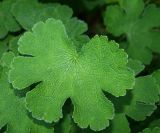 Geranium renardii