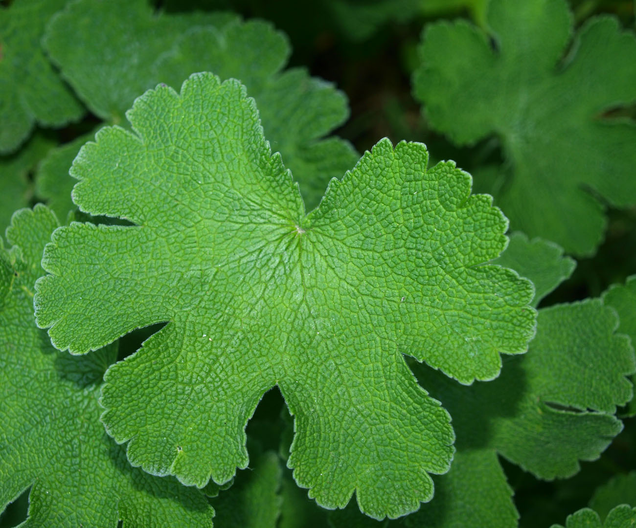 Image of Geranium renardii specimen.